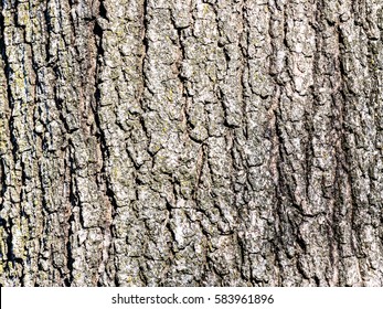 Oak Tree Bark