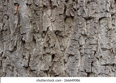 Oak Tree Bark Image