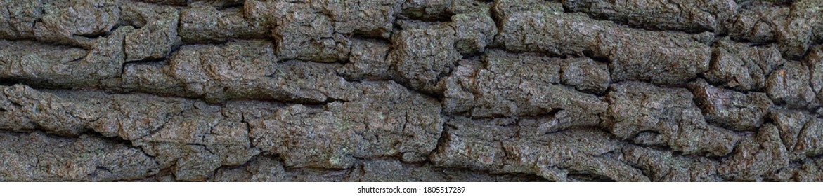Oak tree bark. Natural background in banner format. Close up view.