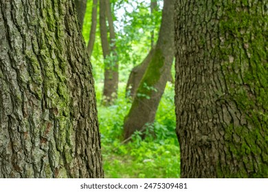 Oak tree bark surface (Quercus)