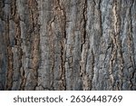 An oak tree bark texture background