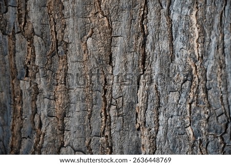 An oak tree bark texture background