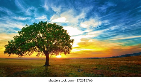Oak tree in a beautiful sunset Macin Mountains - Shutterstock ID 172813766