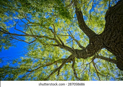 Oak Tree From Below Made In HDR