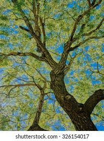 Oak Tree From Below Made In HDR