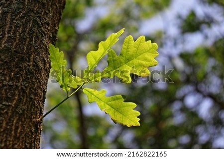 Oak tree branch with green leaves closeup in the forest. HDR tree view in summer with blurred leaf and blue sky background. Environmental protection and ecosystem regeneration themed image.
