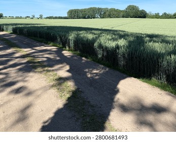 An oak tree casts its mighty shadow on the edge of a wheat field