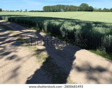 An oak tree casts its mighty shadow on the edge of a wheat field