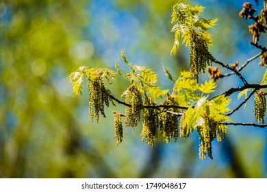 oak catkin