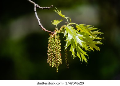 oak catkin