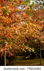 An Oak Tree With Colorful Fall Foliage At Bogue Chitto State Park, Washington Parish, Louisiana