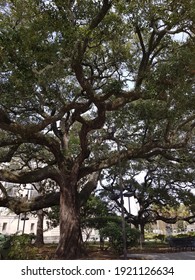 Oak Tree In Congo Square New Orleans 