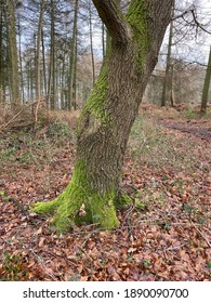Oak tree covered in moss in the middle of the forest