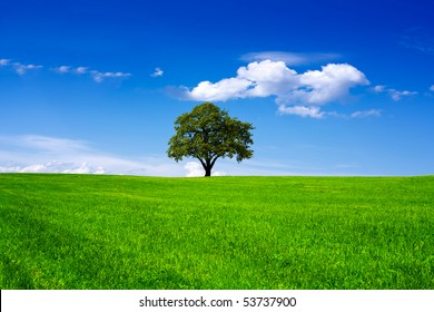 Oak Tree In A Field On Blue Sky