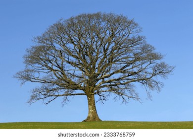 Oak tree in a field in Winter, devoid of leaves, with grass to the foreground, set against a clear blue sky. - Powered by Shutterstock