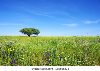 Oak Tree In Flowery Field On Spring.