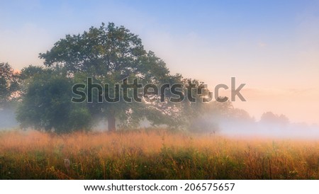Oak tree in foggy summer morning