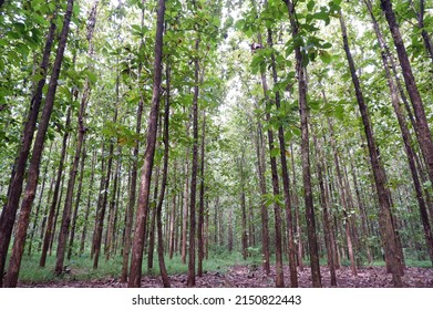 Oak Tree Forest Teak Hutan Jati Stock Photo 2150822443 | Shutterstock