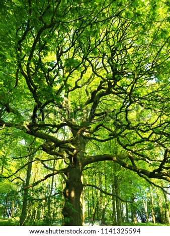 Similar – Image, Stock Photo Green Lung Colour photo