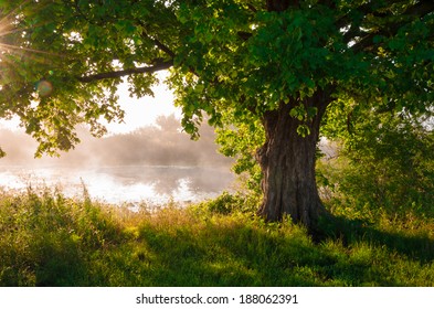 Oak tree in full leaf in summer standing alone