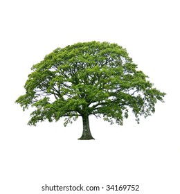 Oak Tree In Full Leaf In Summer, Isolated Over White Background.