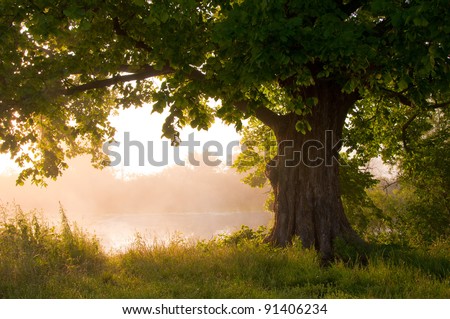 Oak tree in full leaf in summer standing alone