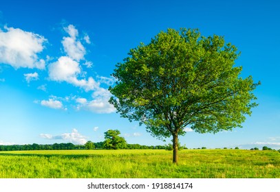 Oak Tree In Green Meadow Under Blue Sky With White Clouds