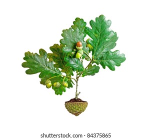 Oak Tree Growing From Acorn Cup Pot Isolated On White Background