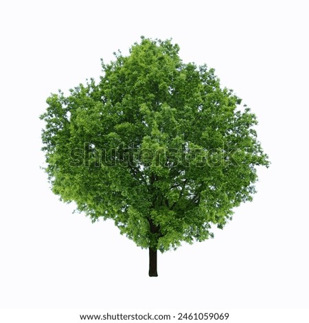 An oak tree grows in spring - on isolated white background.