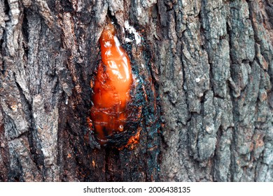 Oak Tree With Gummosis. Concept For Tree Disease Or Wound