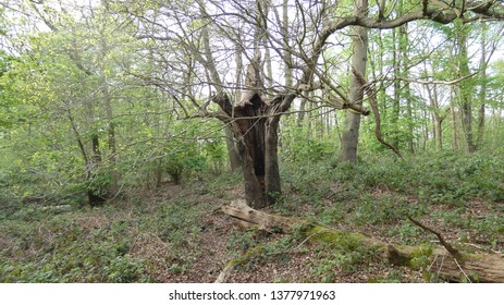 Oak Tree Hiding In Havering Country Park