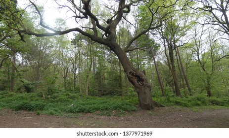 Oak Tree Hiding In Havering Country Park