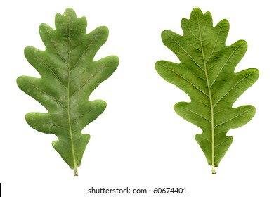 Oak Tree Leaf - Isolated Over White Background