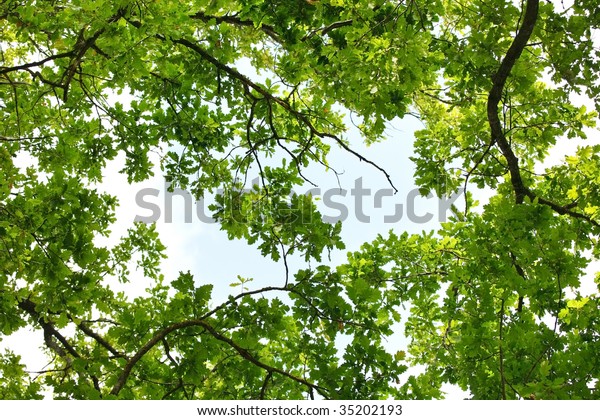 Oak Tree Leafage Wormseye View Stock Photo 35202193 | Shutterstock