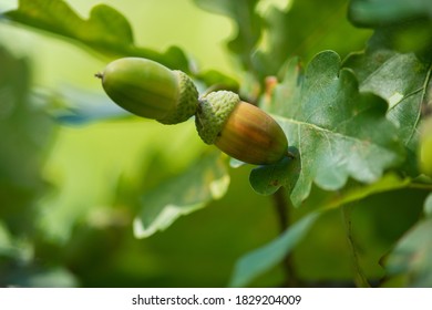 Oak tree leaves and acorn in the background.