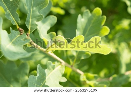 Oak tree leaves and acorn in a sunny garden during late spring