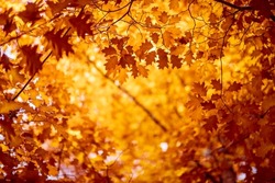 Oak Tree Leaves In Autumn. Sunny Golden Background