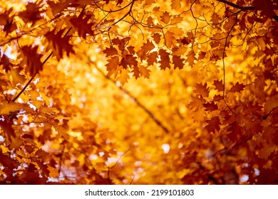 Oak tree leaves in autumn. Sunny golden background - Shutterstock ID 2199101803