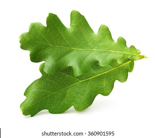 Oak Tree Leaves Isolated On White Stock Photo (Edit Now) 360901595