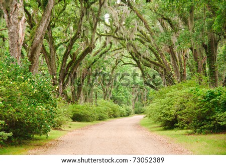 oak tree lined road