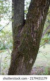 Oak Tree Near Otter Creek Vermont