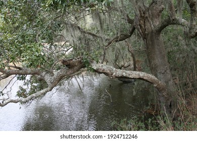 Oak Tree On The Bank Of The Ashley River 