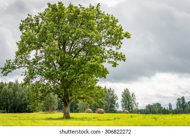 Oak Tree On The Green Field In Latvia