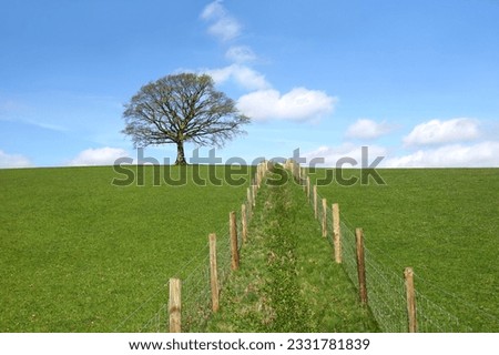 Oak tree on a horizon in early spring with a double wooden post and wire fence line dividing a field in the foreground. Set against a blue sky with altocumulus clouds.