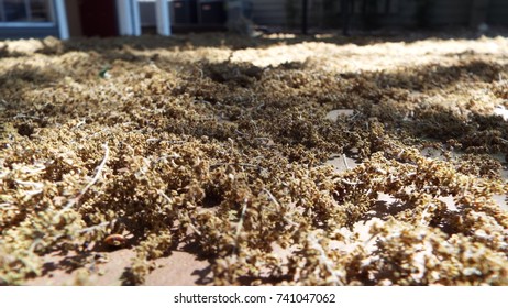 Oak Tree Pollen Over A Table