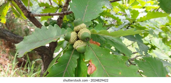 The Oak Tree Is Preparing To Complete The Acorns And Send Them Out To The World. The Oak Tree Looks Happy With Its Small Fruit Stored A Lot Of Nutrition And Information.