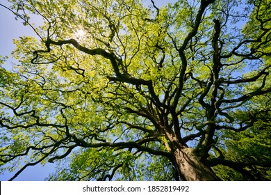 Oak tree (quercus) with many branches and complex ramification on a blue sky springtime day with fresh green foliage seen from frog perspective. The majestic tree is a natural monument.