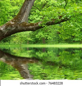 Oak Tree Reflected In Water