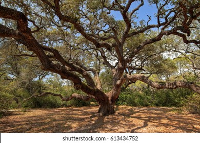 Oak Tree In Rockport Texas On The Gulf Coast