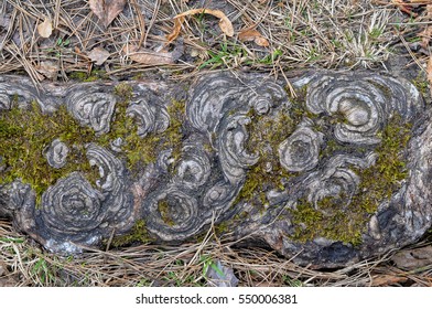 Oak Tree Roots